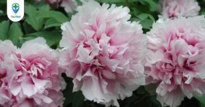 Mẫu đơn bì: dược liệu hỗ trợ sức khỏe phụ nữ