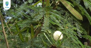 Hiệu quả chữa giun và độc tính từ cây Keo giậu