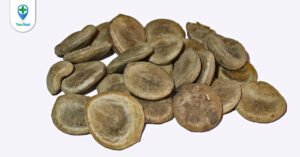 Mã tiền: không chỉ là dược liệu chứa độc tính