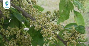 Lá vối: vị thuốc nhiều tác dụng đến hệ tiêu hóa