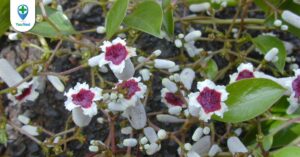 Mơ tam thể và các công dụng hữu ích mà bạn cần biết