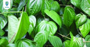 Lá trầu không: dược liệu có nhiều lợi ích với sức khỏe