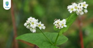 Kiều mạch và những tác dụng chữa bệnh mà bạn nên biết