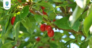 Sơn thù du: vị thuốc có nhiều công dụng đặc biệt