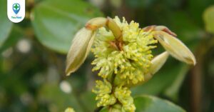 Ô dược: Vị thuốc giúp hệ tiêu hóa khỏe mạnh