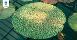 Những lợi ích với sức khỏe của vị thuốc Khiếm thực