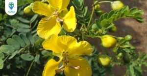 Phan tả diệp vị thuốc quý chữa bệnh táo bón