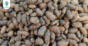 Ngũ linh chi: Vị thuốc quý từ phân loài sóc bay