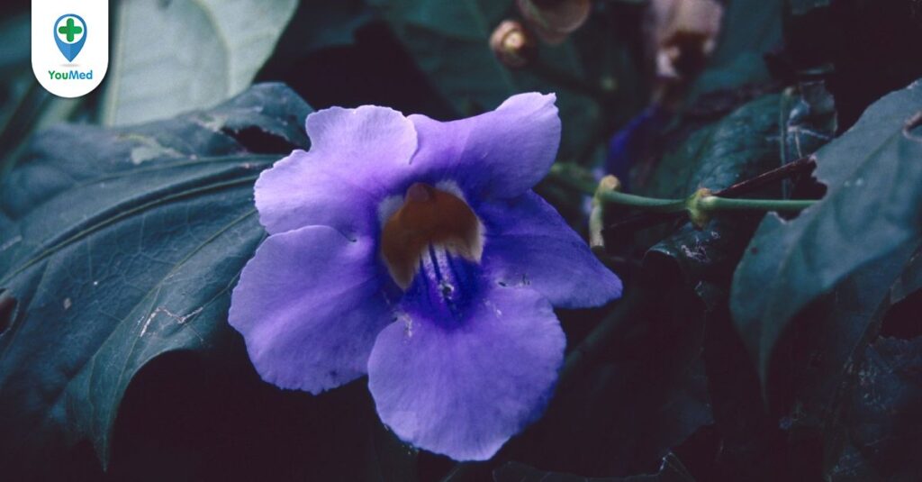 Dây bông xanh: loài dược liệu không chỉ làm cảnh