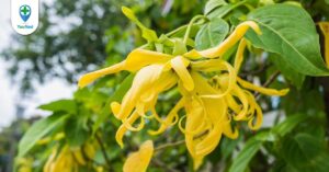 Ngọc lan tây: loại dược liệu giảm căng thẳng hiệu quả