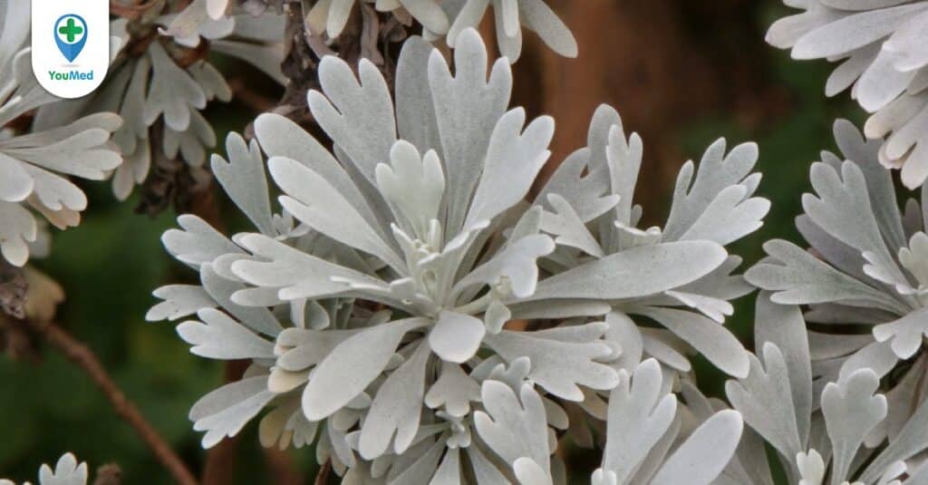 Cúc mốc: Vừa là thảo dược quý, vừa là cây cảnh độc đáo