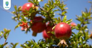 Những tác dụng chữa bệnh từ Thạch lựu mà bạn nên biết