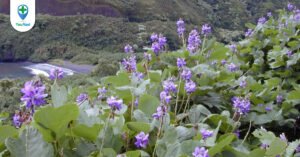 Sâm tố nữ: dược liệu giúp phụ nữ giữ nét xuân xanh