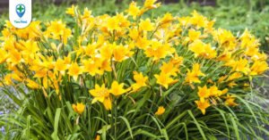 Hoa hiên: vị thuốc từ loài hoa làm cảnh độc đáo