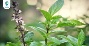 Húng quế: dược liệu có tác dụng tốt cho hệ tiêu hóa