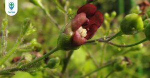 Huyền sâm: vị thuốc bổ dưỡng, làm mát cơ thể