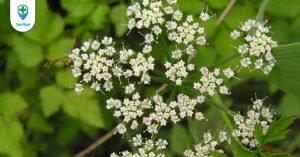 Rau cần ta: tác dụng chữa bệnh từ loại rau quen thuộc