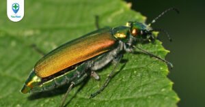 Tác dụng và các độc tính nguy hiểm của Sâu ban miêu