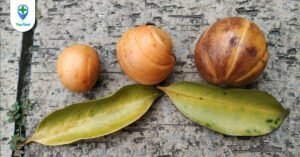 Tai chua: loại trái chua làm thuốc và gia vị