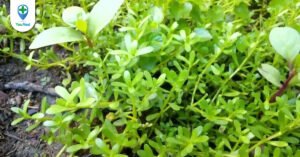 Rau đắng đất: vị thuốc đến từ loại rau dân dã