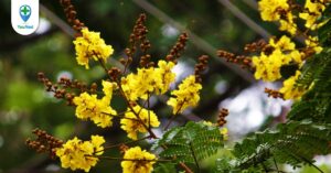 Tô mộc: vị thuốc trị kinh nguyệt không thông