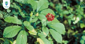 Sâm Ngọc Linh: “Nhân sâm” quý báu của Việt Nam