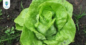 Rau diếp: vị thuốc đặc biệt đến từ loài cây thân thuộc