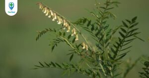 Khổ sâm: vị thuốc trị kiết lỵ, tiểu nóng rát