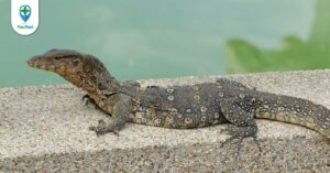 Mật kỳ đà: Thực hư công dụng trị hen suyễn