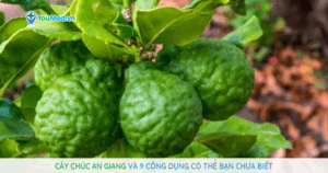 Cây chúc An Giang và 9 công dụng có thể bạn chưa biết