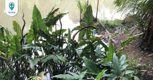 Ráy gai: Công dụng của loài cây quen thuộc