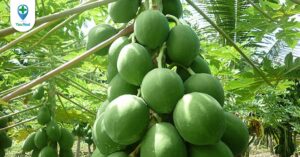 Cách tránh thai sau khi quan hệ bằng thực phẩm