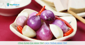Công dụng của hành tím? Cách trồng hành tím?