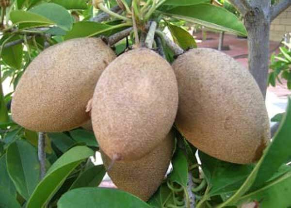 Hồng xiêm là loại trái cây bổ dưỡng quen thuộc.