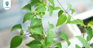 Lá giang: Nguyên liệu nấu ăn tuyệt vời quanh ta