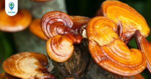 Nấm lim xanh: Công dụng, cách dùng và lưu ý khi sử dụng