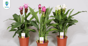 Nga truật: vị thuốc phổ biến từ nghệ đen