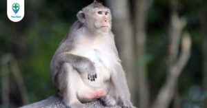 Huyết lình: Thực hư về công dụng của vị thuốc lạ