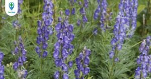 Ô đầu: vị thuốc có độc tính mạnh