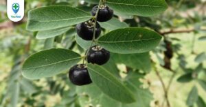 Tác dụng chữa bệnh của Phèn đen