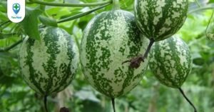 Tác dụng chữa bệnh của Qua lâu