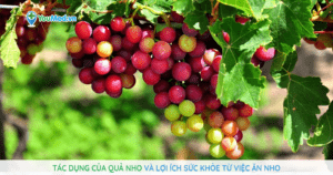 Tác dụng của quả nho và lợi ích sức khỏe từ việc ăn nho