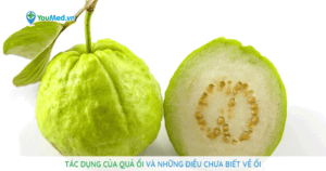 Tác dụng của quả ổi và những điều chưa biết về ổi