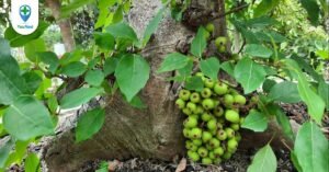 Tác dụng và các bài thuốc chữa bệnh từ quả sung