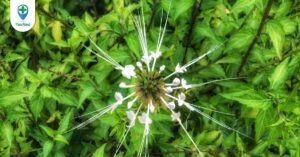 Râu mèo: Thực hư công dụng lợi tiểu từ cây thuốc Nam