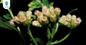 Sài hồ nam – cây thuốc thông dụng chữa cảm, sốt