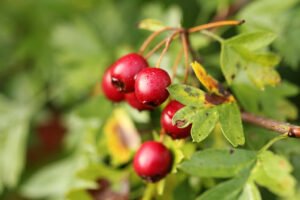 Quả Sơn tra: Vị thuốc quý hỗ trợ tiêu hóa