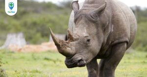 Tê giác: đừng thần thánh hóa công dụng của nó