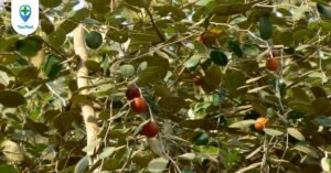 Táo ta: Vừa là trái cây để ăn vừa là một vị thuốc quý