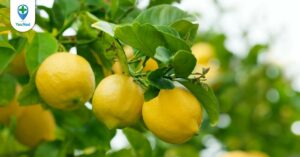 Thanh yên: công dụng và những điều cần biết